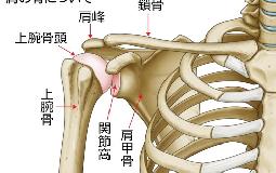 肩をあげると肩の横から後ろが痛い（インピンジメント症候群）