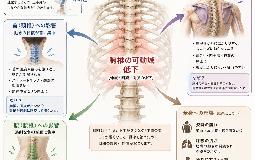デスクワークで背骨が動かなくなる？肩こり、腰痛、四十肩のリスクになる「胸椎の可動域制限」について